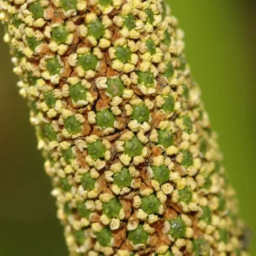 Calamus Root Essential Oil 3